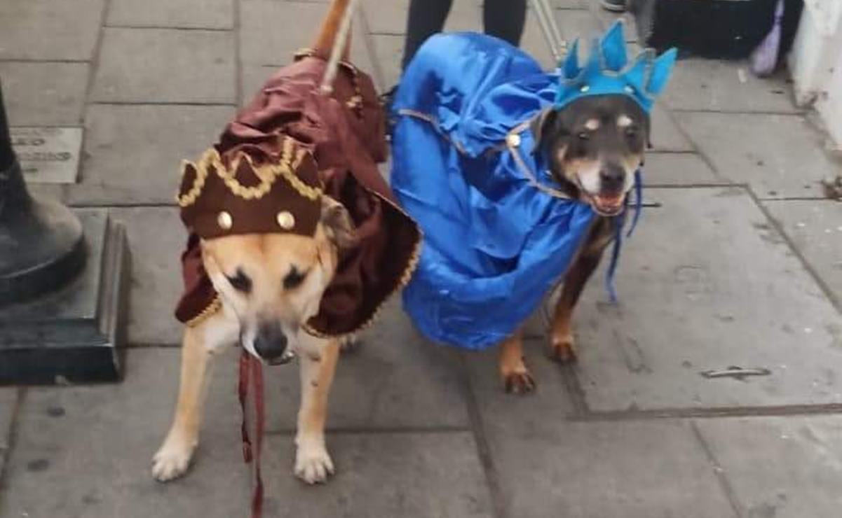 Mazapán se viste de rey mago para ayudar a Canelo, un perrito de Oaxaca que busca hogar