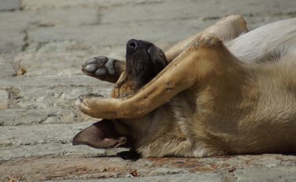 Ante anuncio de edil capitalino de invertir en antirrábico, activistas exigen esterilización gratuita