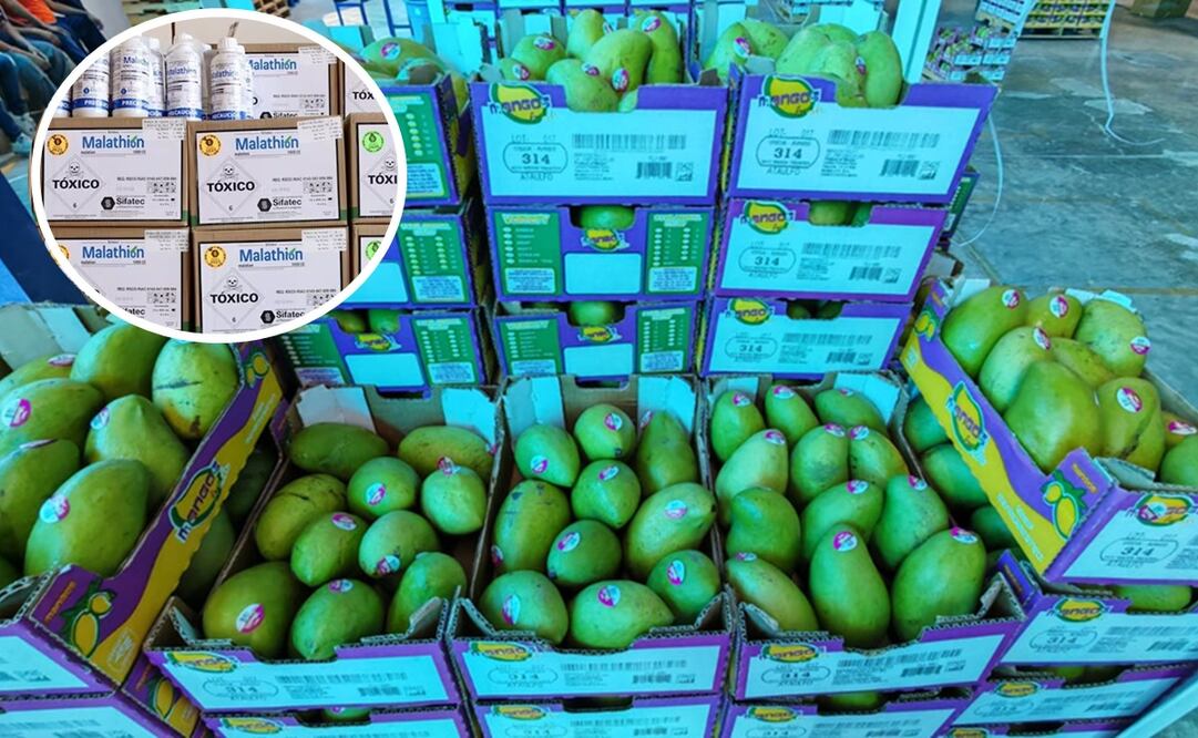 Plaguicida tóxico afecta producción de mango del Istmo de Oaxaca. Foto: Especial