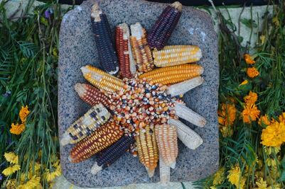 Declaran Día Estatal del Maíz Nativo; se celebrará el 29 de septiembre