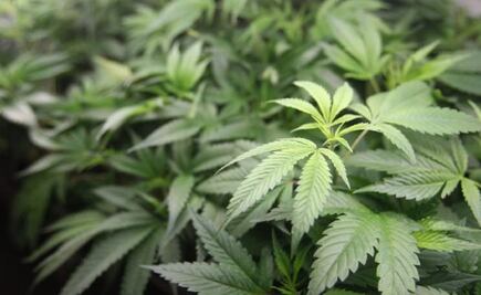 Enrique de la Madrid sugiere legalizar la marihuana en el país