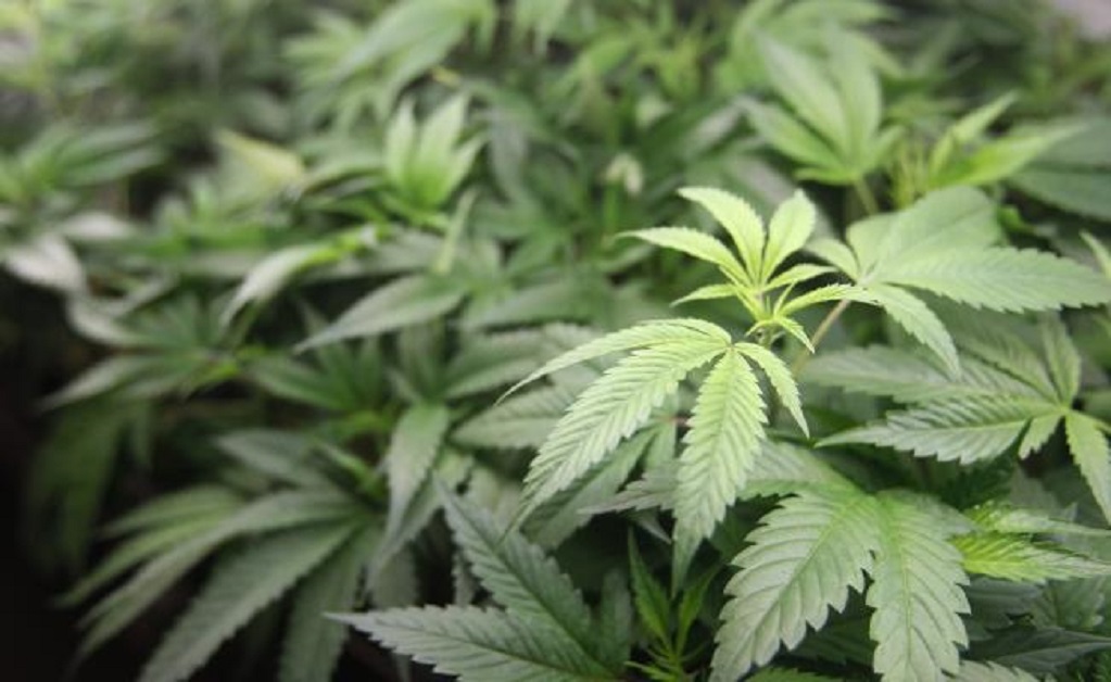 Enrique de la Madrid sugiere legalizar la marihuana en el país