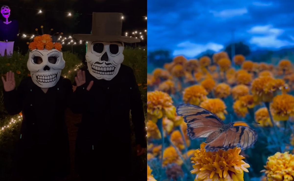 “El Camino de las Ánimas”: Dónde se encuentra el campo de cempasúchil iluminado de Oaxaca