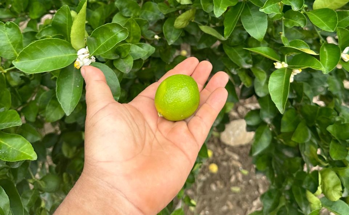 El precio del limón en Oaxaca se desplomó hasta en un 50%, denuncian productores