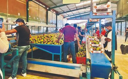 Por caída de precios y cierre de mercado en EU, producción de mango en Oaxaca vive peor crisis en décadas