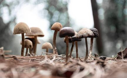 Medicinales, comestibles y alucinógenos: llega Festival de los Hongos de San Mateo Río Hondo, Oaxaca