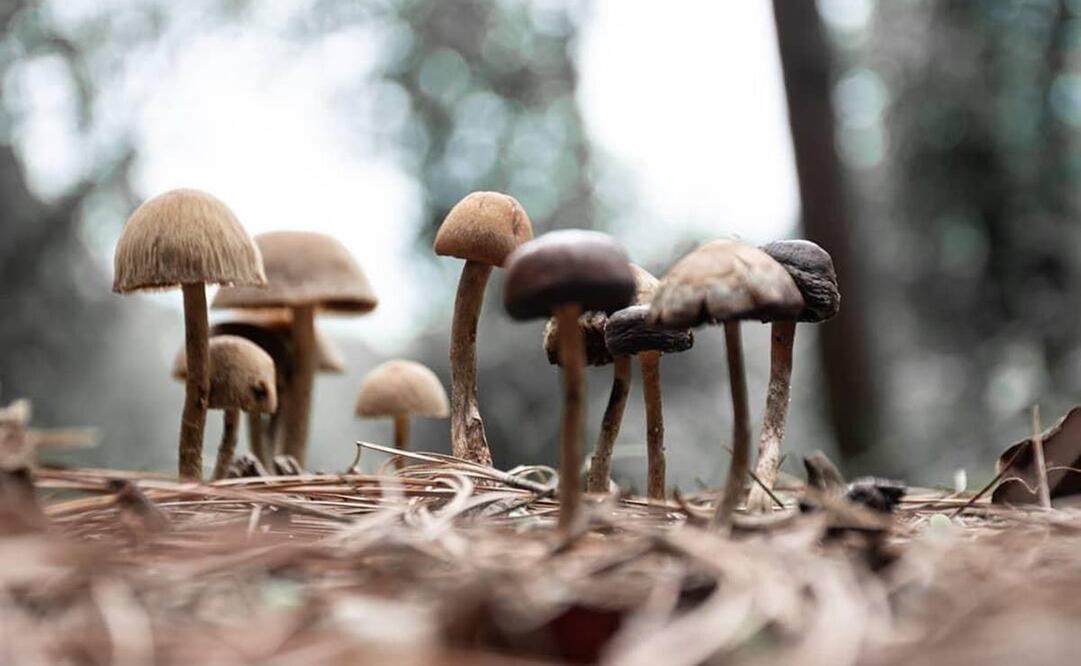 Medicinales, comestibles y alucinógenos: llega Festival de los Hongos de San Mateo Río Hondo, Oaxaca. Foto: San Mateo Río Hondo