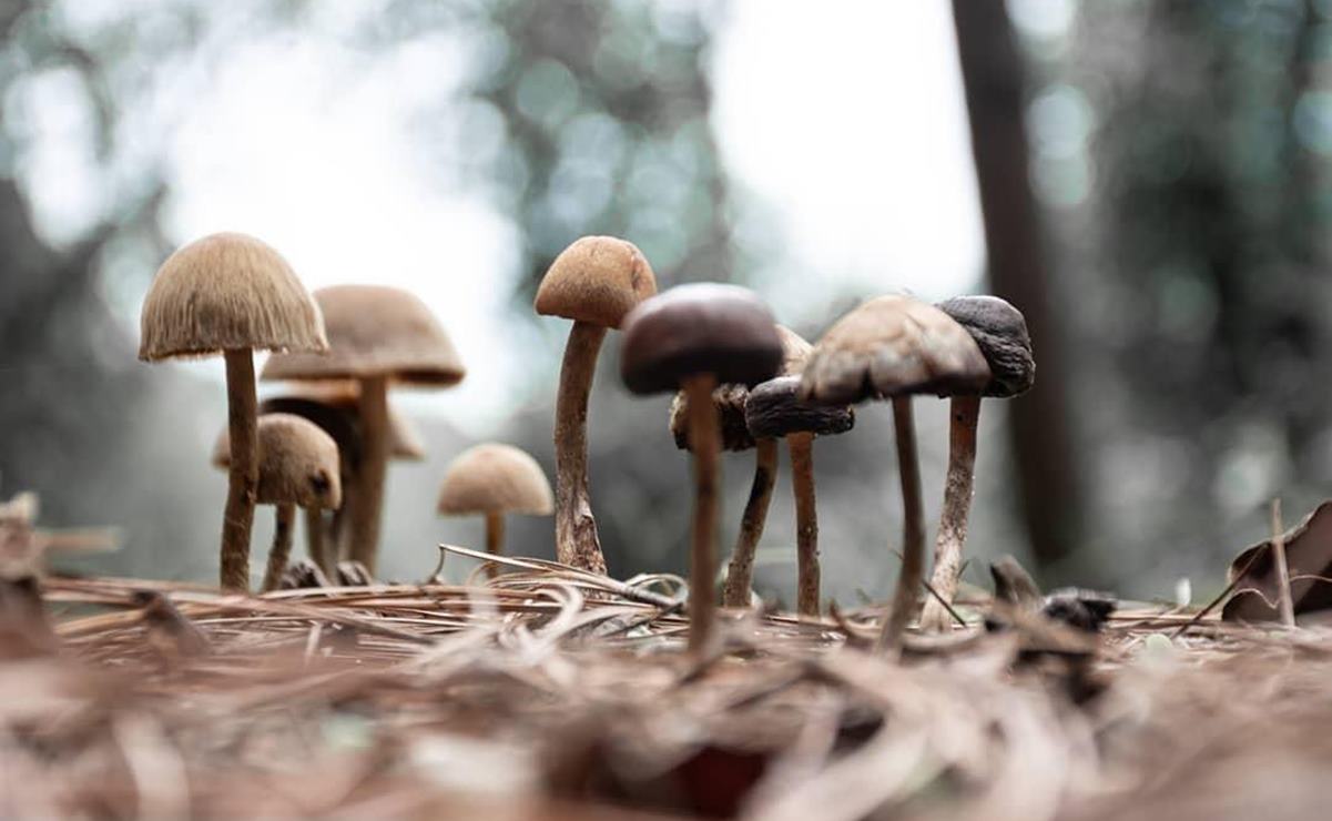 Medicinales, comestibles y alucinógenos: llega Festival de los Hongos de San Mateo Río Hondo, Oaxaca. Foto:  San Mateo Río Hondo