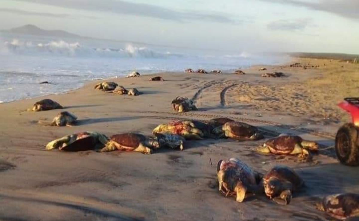 Redes de pesca ilegales causan muerte de 300 tortugas que buscaban anidar en costas de Oaxaca