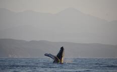 ¿Qué especie de ballena es la que migra a la costa de Oaxaca en invierno y por qué lo hace?