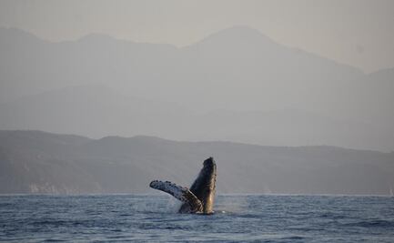 ¿Qué especie de ballena es la que migra a la costa de Oaxaca en invierno y por qué lo hace?