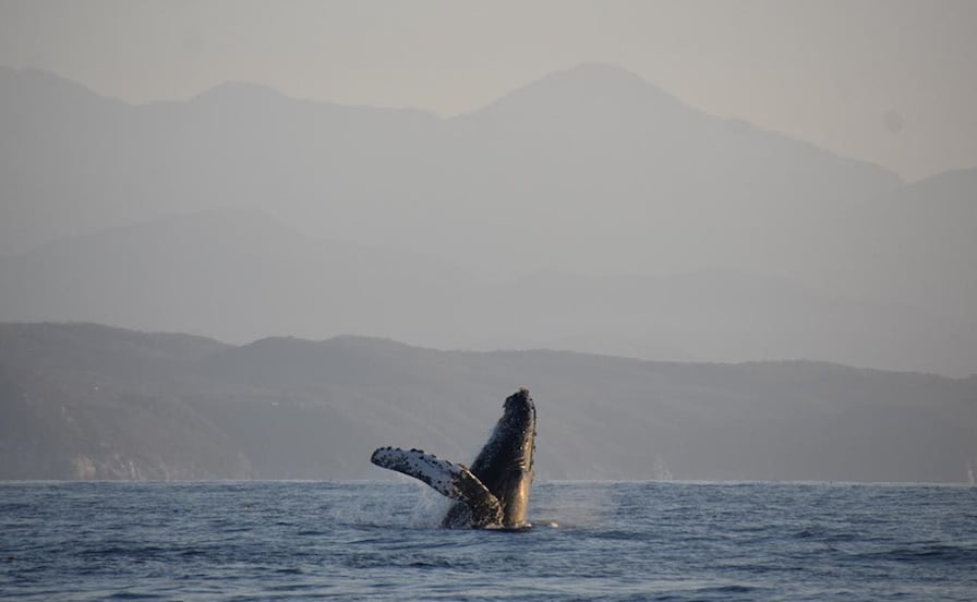 ¿Qué especie de ballena es la que migra a la costa de Oaxaca en invierno y por qué lo hace?