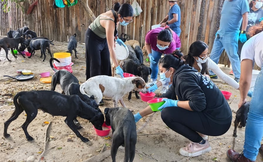 Con desnutrición severa y señas de sarna, 65 perritos rescatados de maltrato en domicilio de Lachigoló, Oaxaca