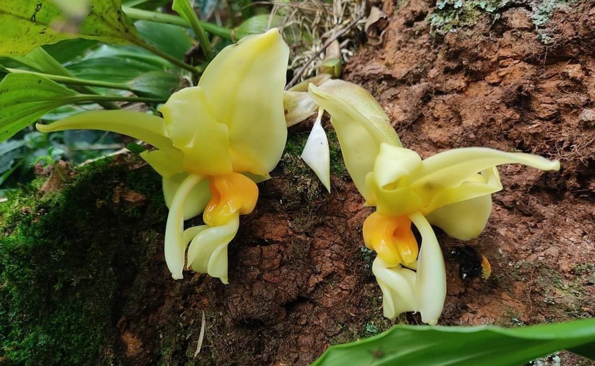 Tras 17 años de investigación, registran más de 100 especies de orquídeas en Yucuhiti, Oaxaca