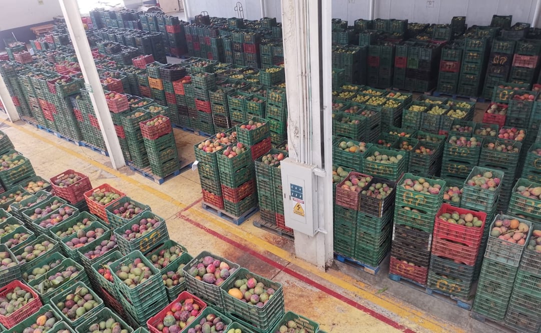 La exportación cancelada de mango fue identificada con larvas. Foto: Especial