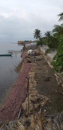Alga que llega al Golfo de Tehuantepec, Oaxaca, no es sargazo: experta