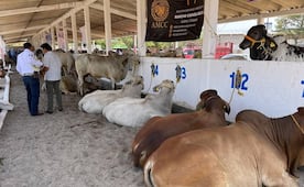 Tras 52 años, cancelan Expo Feria Ganadera en Juchitán; inseguridad y aprehensión de líder ganadero, entre causas