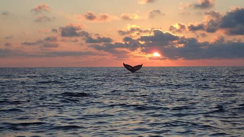 Ballenas jorobadas deslumbran en costas oaxaqueñas