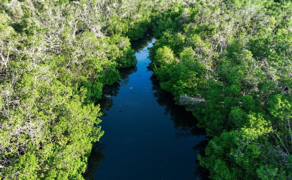 Manglares en el Parque Nacional Lagunas de Chacahua, Oaxaca. Foto: Gobierno de Oaxaca