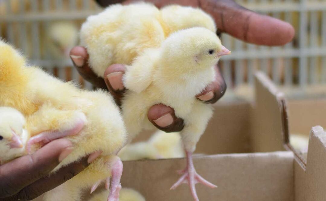 Productores avícolas de Puebla esperan diálogo con Murat; niegan bombardeo a nubes para evitar que llueva. Foto: Agencia Es Imagen para El Universal Puebla
