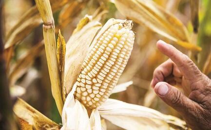 Comuneros de Oaxaca denuncian a Sefader por obligarlos a recibir menos maíz del declarado