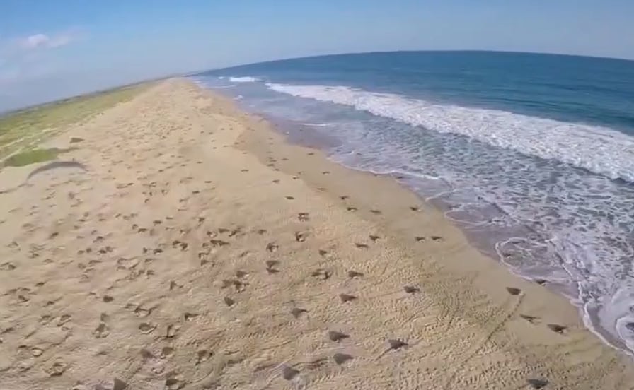 Video: así fue el espectáculo de tortugas golfinas en playa Escobilla en septiembre