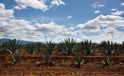 Cultivo de agave, una opción en Oaxaca para sanar y recuperar suelos erosionados