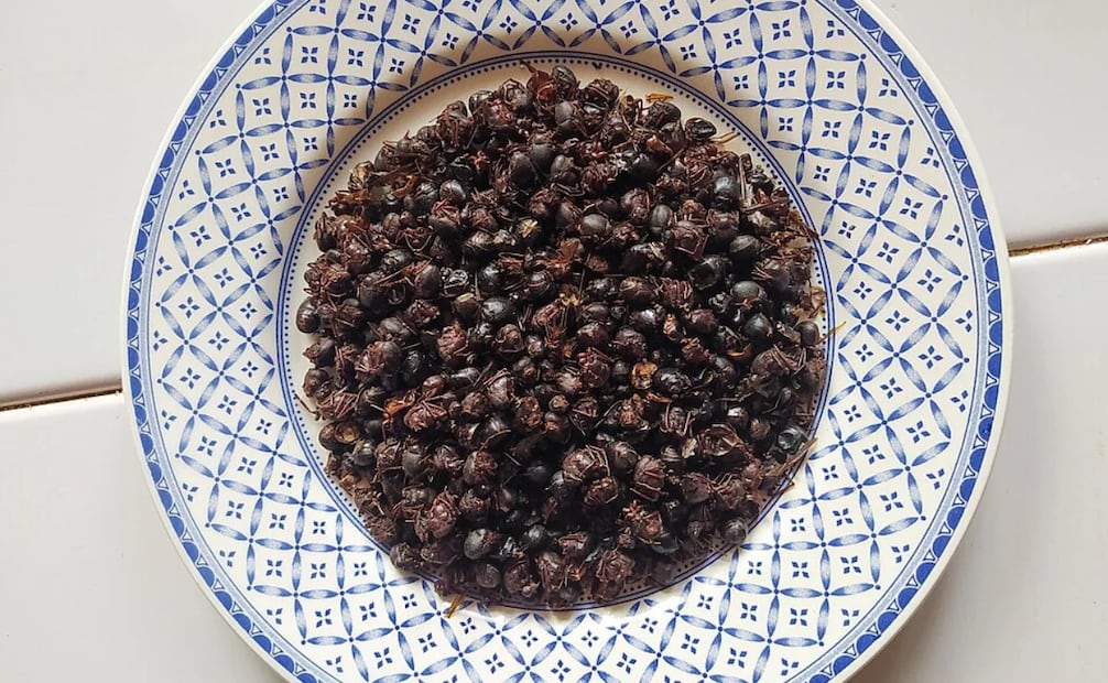 Las hormigas chicatanas son un ingrediente oaxaqueño que le aportará un toque crujiente a tus alimentos. Foto: Wikimedia Commons