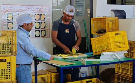 Detectan más huertos larvados en Oaxaca  y crece riesgo para exportación de mango a EU 