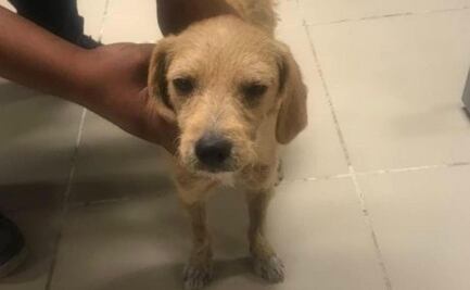 A un año de sufrir abuso sexual, “Lucho” fue adoptado y recibe terapia, pero la justicia no llegó