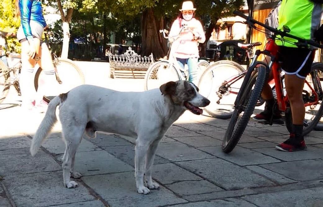 Celebran en redes la adopción de Taco, el perro que acompañaba a ciclistas de Oaxaca. Foto: Especial