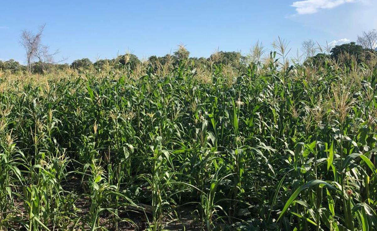 Planta de paneles solares para generar hidrógeno verde confronta a pobladores de Comitancillo en Oaxaca