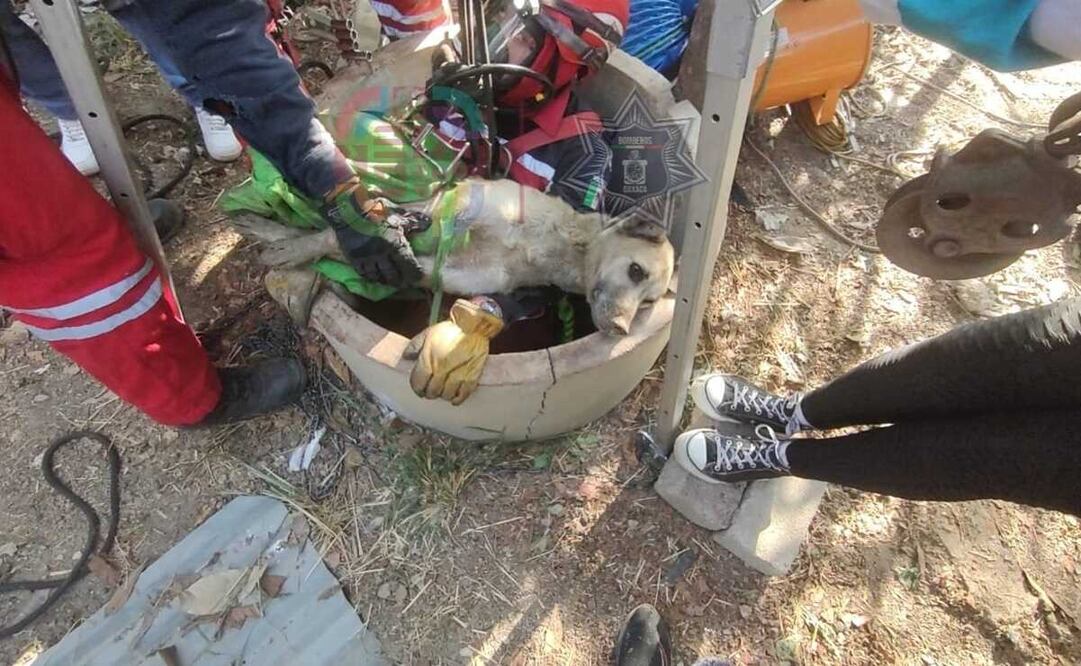 Bomberos rescatan a Fermín, perrito que cayó a un pozo de 20 metros de profundidad en Oaxaca. Fotos: Especiales