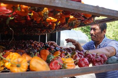 Chilhuacle, chile oaxaqueño que renace de su agonía