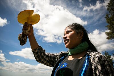 Jóvenes ñuu savi de Oaxaca impulsan la ciencia de los hongos