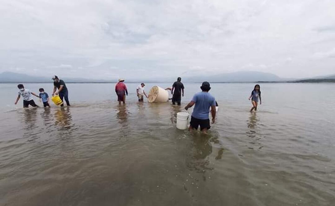 “Siembran” en Oaxaca 23 mil crías de mojarra tilapia en presa de Jalapa del Marqués, para estimular empleo. Fotos: Cortesía