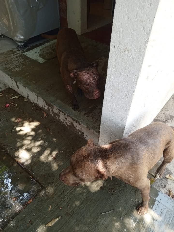 Fotos de los perritos tras ser atacados con ácido. Foto: Cortesía