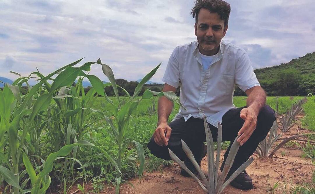 Ante expansión de agave en el Istmo de Oaxaca, promueven cultivo sostenible y sin deforestación. Foto: Roselia Chaca