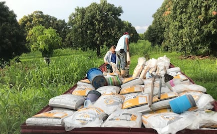 Productores piden al Gobierno de Oaxaca no "presumir con sombrero ajeno" el récord en exportación de mango