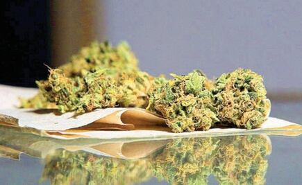 Destacan potencial “gigante” de Oaxaca para el cultivo de marihuana