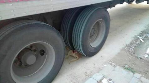 Vehículo de Correos de México atropella y mata a perro; conductor será denunciado