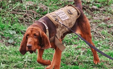 Un perrito de la Marina llamado Max encontró a Caro Quintero para su detención