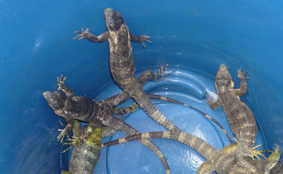 Escasean iguanas en Juchitán; no habrá tamales de este reptil el Domingo de Ramos. Fotos: Especiales