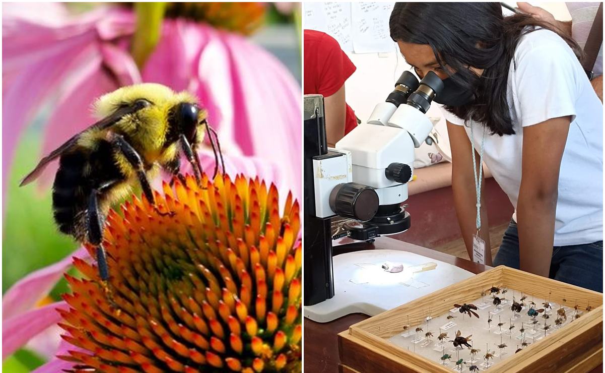 “No significan miel, sino vida”. Con festival en Oaxaca, llaman a preservar a las abejas nativas