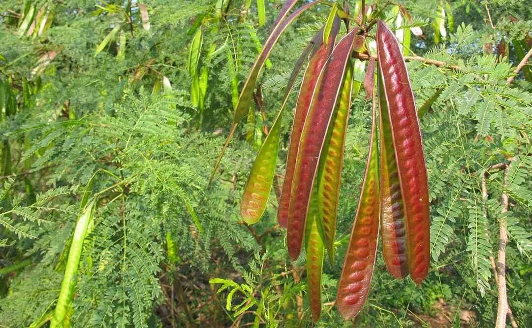 Conoce el guaje, base del huaxmole y símbolo de Oaxaca. Planta nutritiva, medicinal y clave para rescatar tradiciones agroalimentarias. Foto: Gobierno de México.