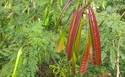 ¿Qué es el guaje? La leguminosa que dio nombre a Oaxaca