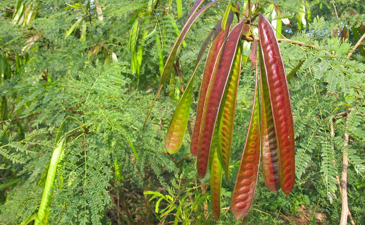 Conoce el guaje, base del huaxmole y símbolo de Oaxaca. Planta nutritiva, medicinal y clave para rescatar tradiciones agroalimentarias. Foto: Gobierno de México.