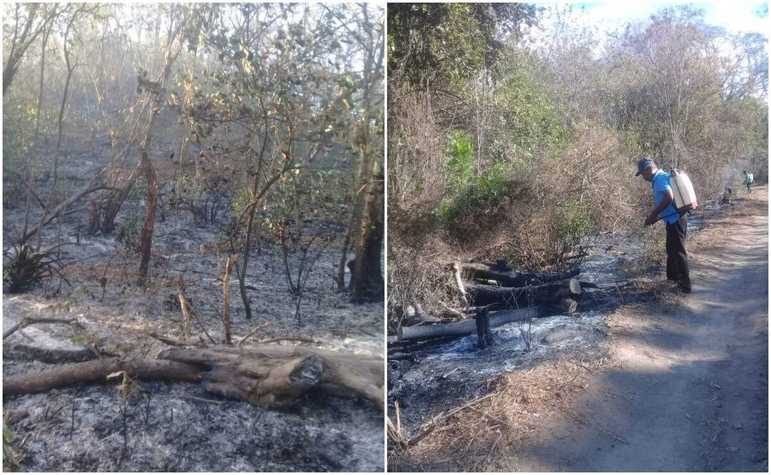 Chimalapas siguen esperando ayuda para sofocar fuego que afecta flora y fauna endémica. Fotos: Cortesía