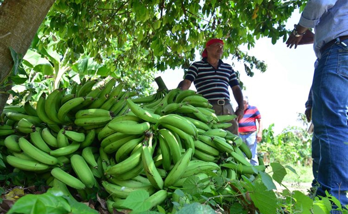 Robo "hormiga” de plátano macho deja pérdidas de hasta de 7 mdp a productores de Tuxtepec, Oaxaca