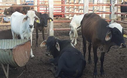 Ante casos de rabia, destinará gobierno de Oaxaca 2 mdp para vacunar 200 mil cabezas de ganado